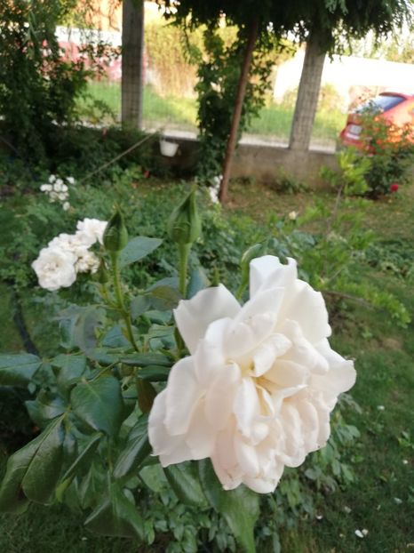 - Uetersener klosterrose- urcator
