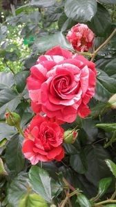 brownie - De vanzare 2023