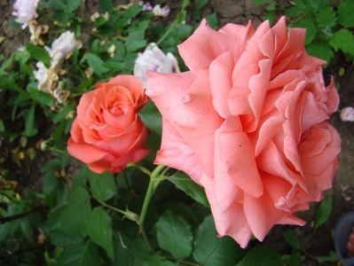 Dee Dee Bridgewater-rezervat - De vanzare-TOAMNA 2020