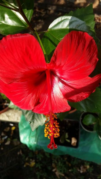  - Hibiscus Briliant