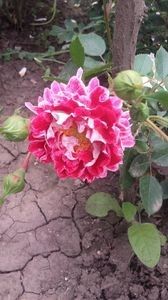 sparkling ruffle-rezervat - sparkling ruffle