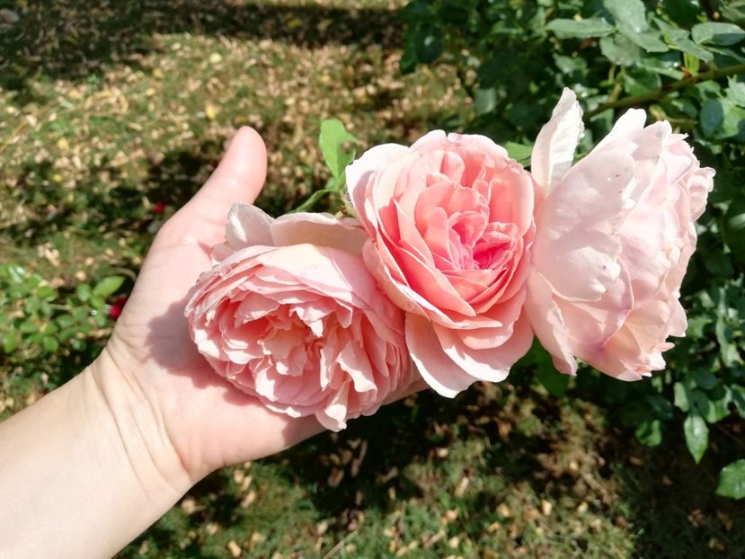  - Abraham Darby