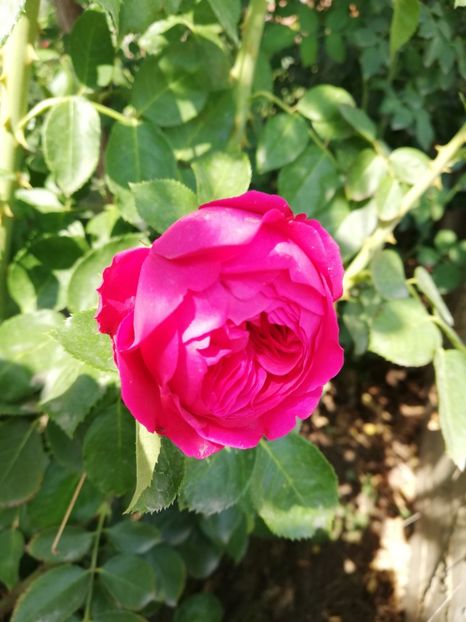  - Red Eden Erik Tabarly