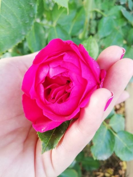  - Red Eden Erik Tabarly