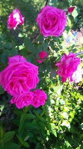 Necunoscut roz - 1 Nou Trandafiri de vanzare 2024