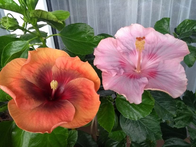  - 04Hibiscus