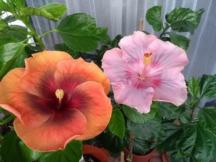  - 04Hibiscus