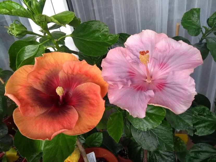  - 04Hibiscus
