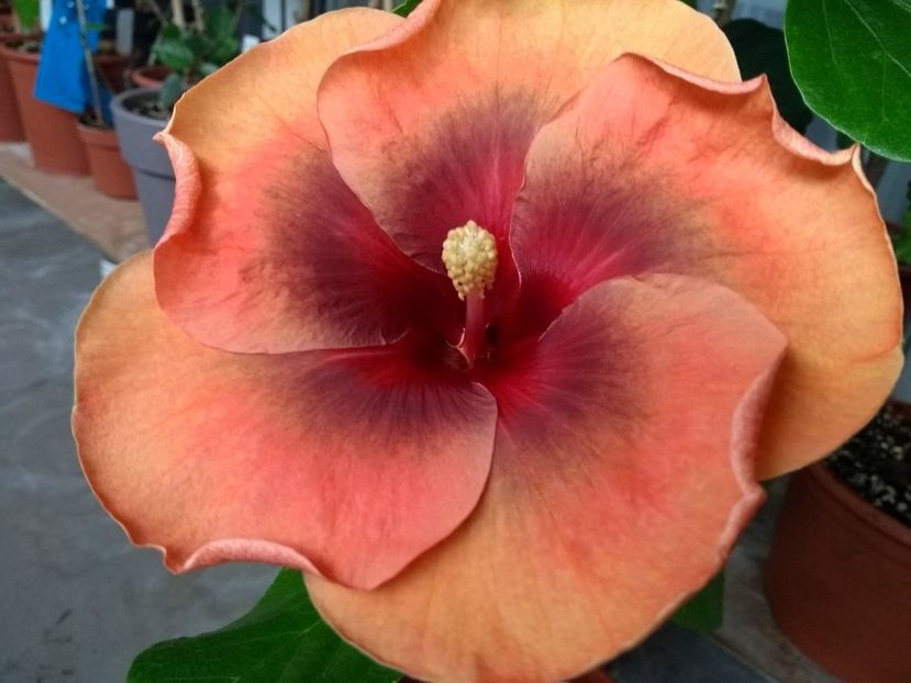  - Tahitian Dark Congo