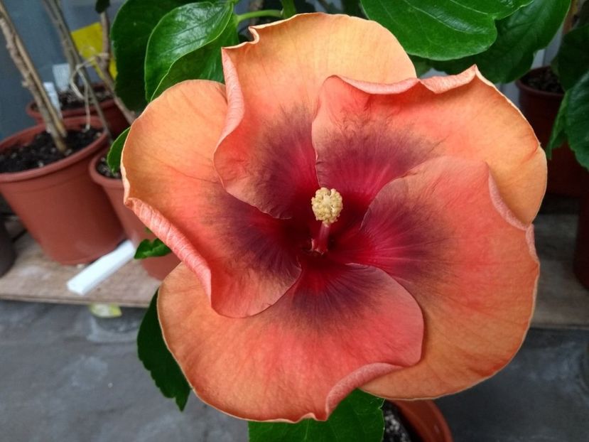  - Tahitian Dark Congo