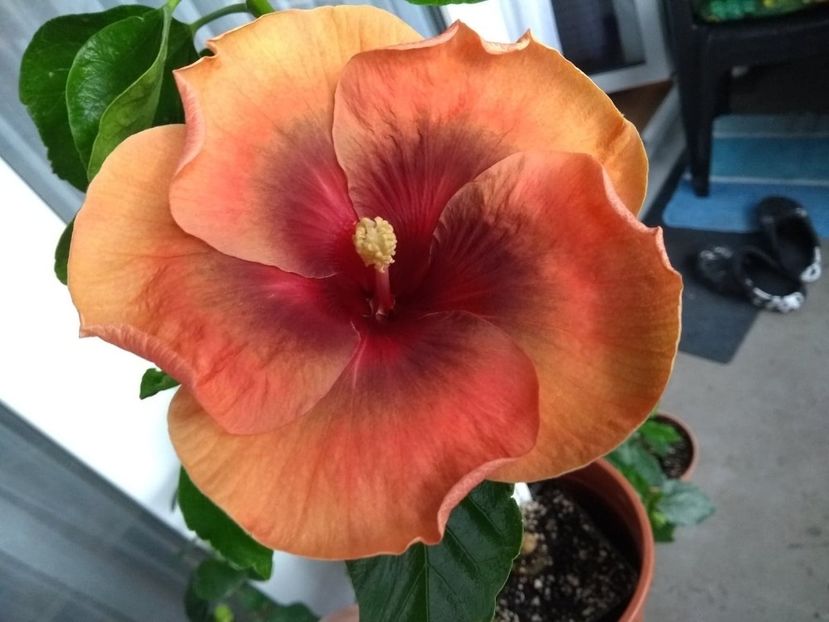  - Tahitian Dark Congo