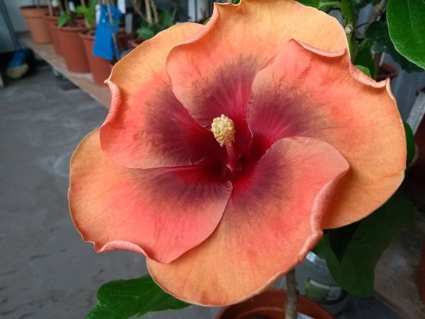  - Tahitian Dark Congo