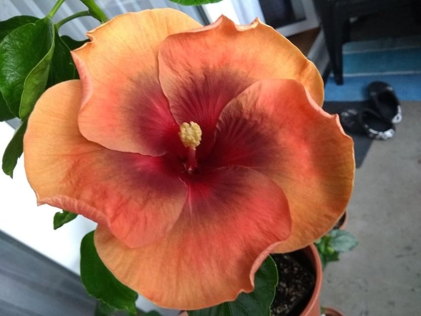  - Tahitian Dark Congo