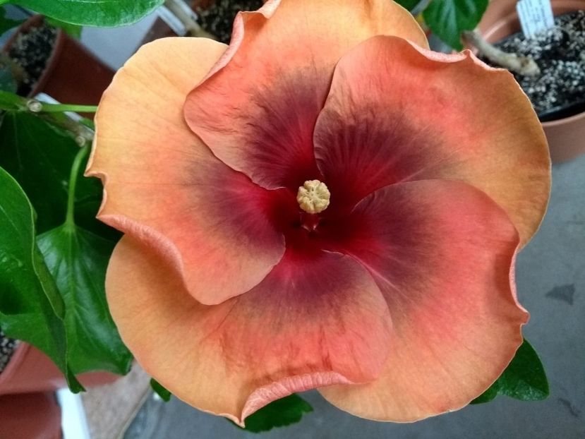  - Tahitian Dark Congo