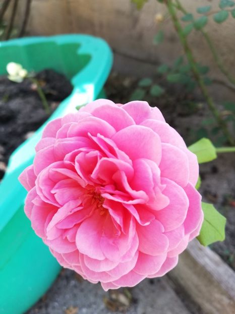  - Princess Alexandra of Kent