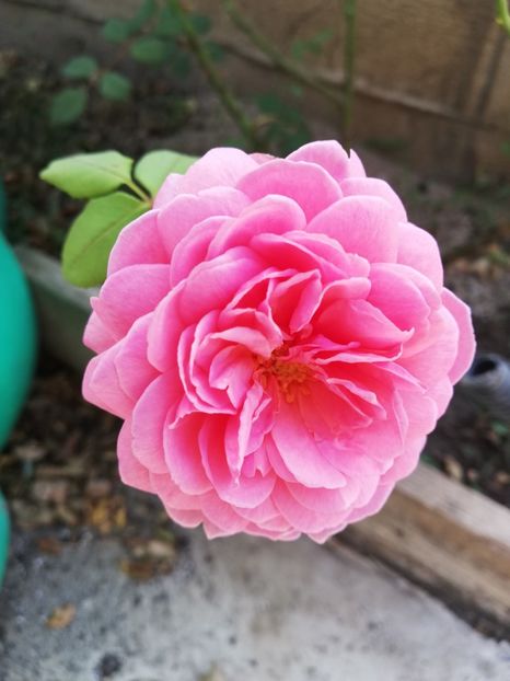  - Princess Alexandra of Kent