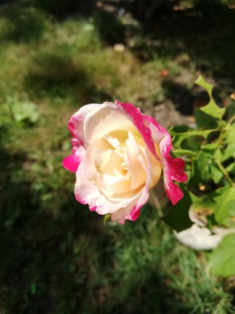  - Double Delight