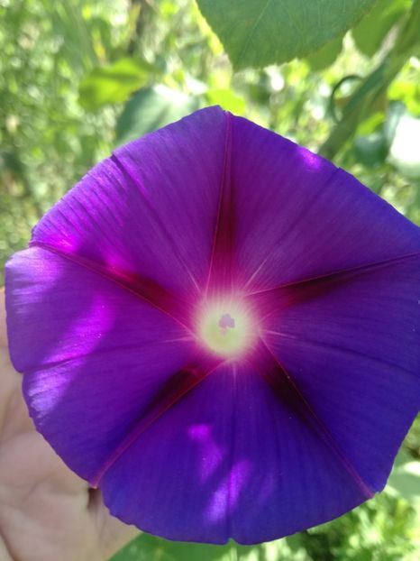  - Ipomoea zorele