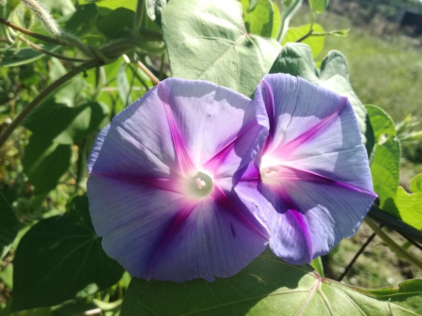  - Ipomoea zorele