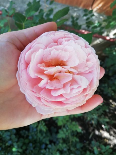  - Abraham Darby