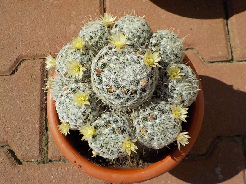  - mammillaria duwei