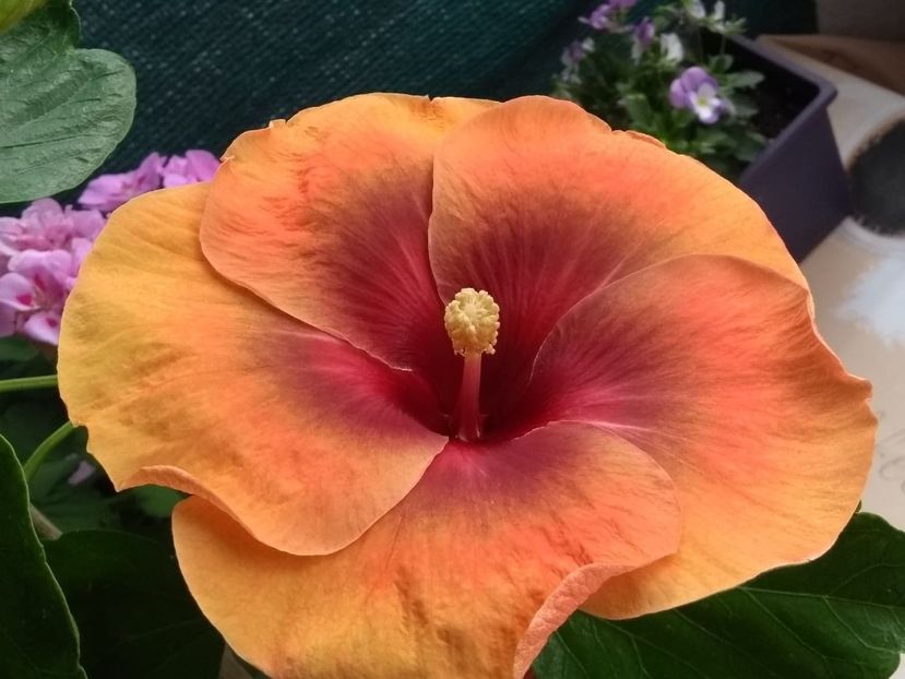  - Tahitian Dark Congo