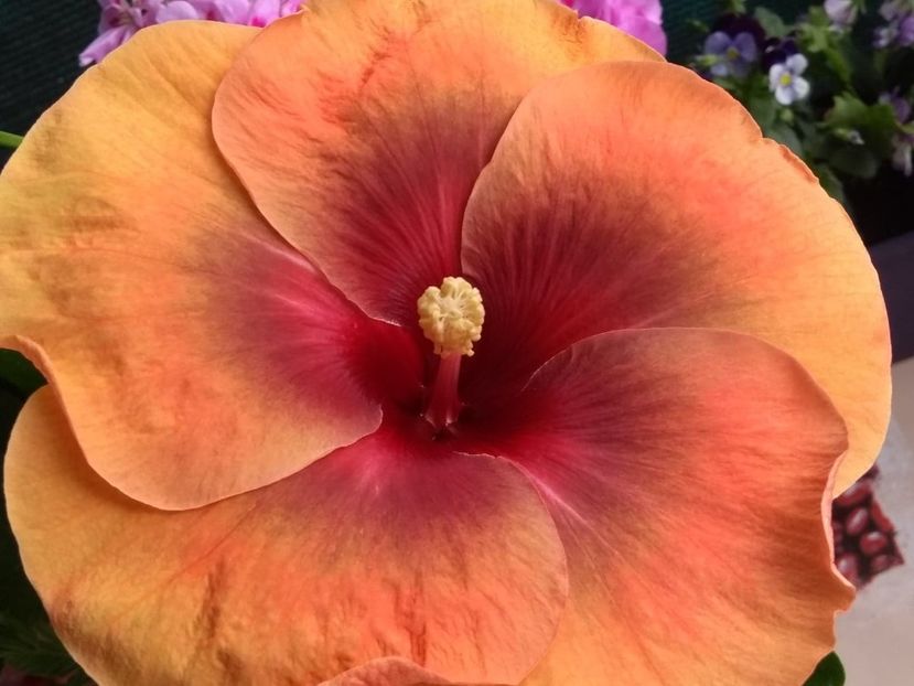  - Tahitian Dark Congo