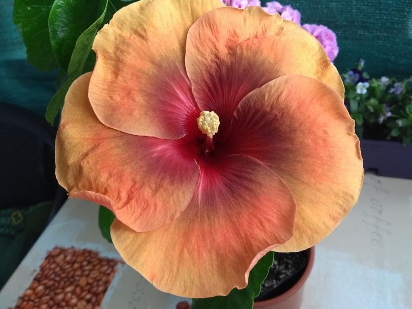  - Tahitian Dark Congo