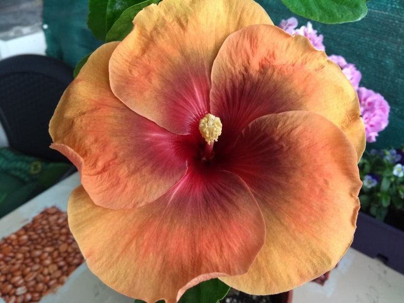  - Tahitian Dark Congo