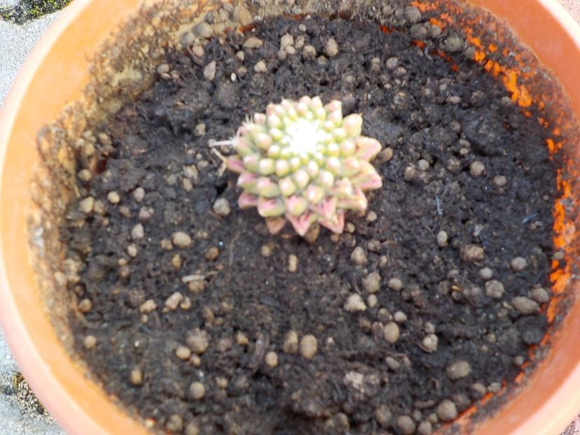  - mammilaria polithele