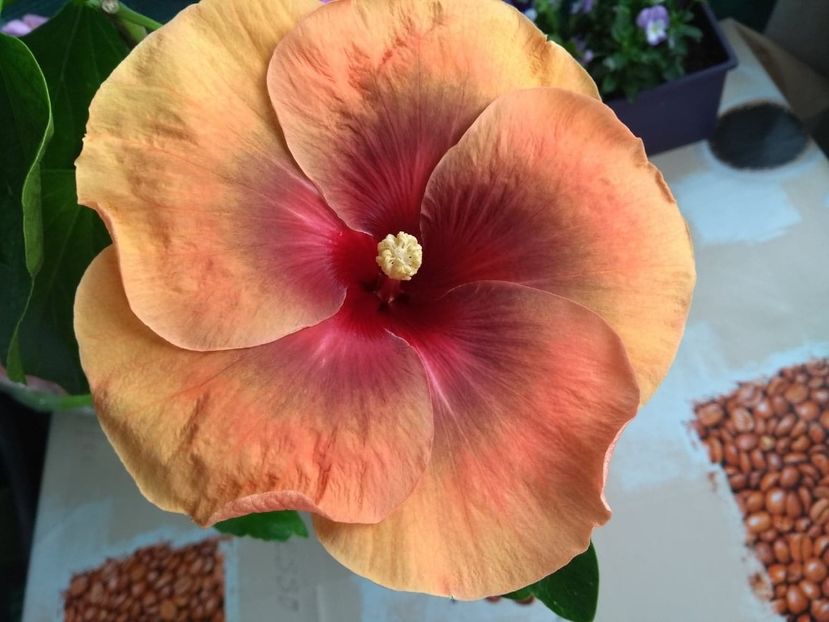  - Tahitian Dark Congo