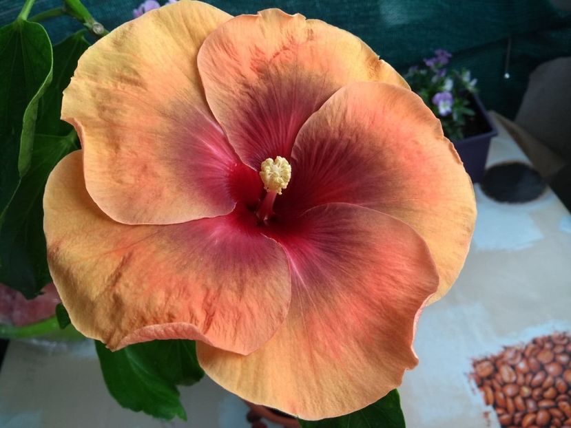  - Tahitian Dark Congo