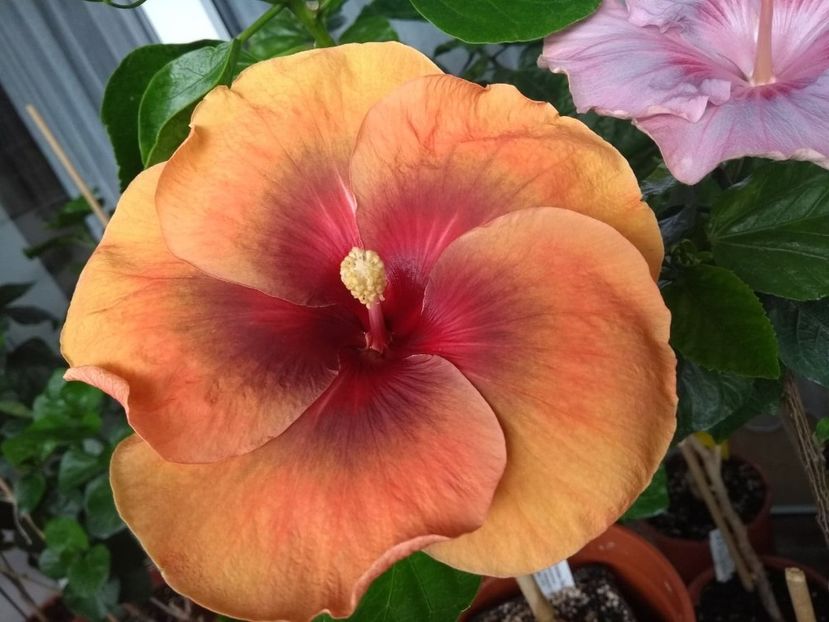  - Tahitian Dark Congo