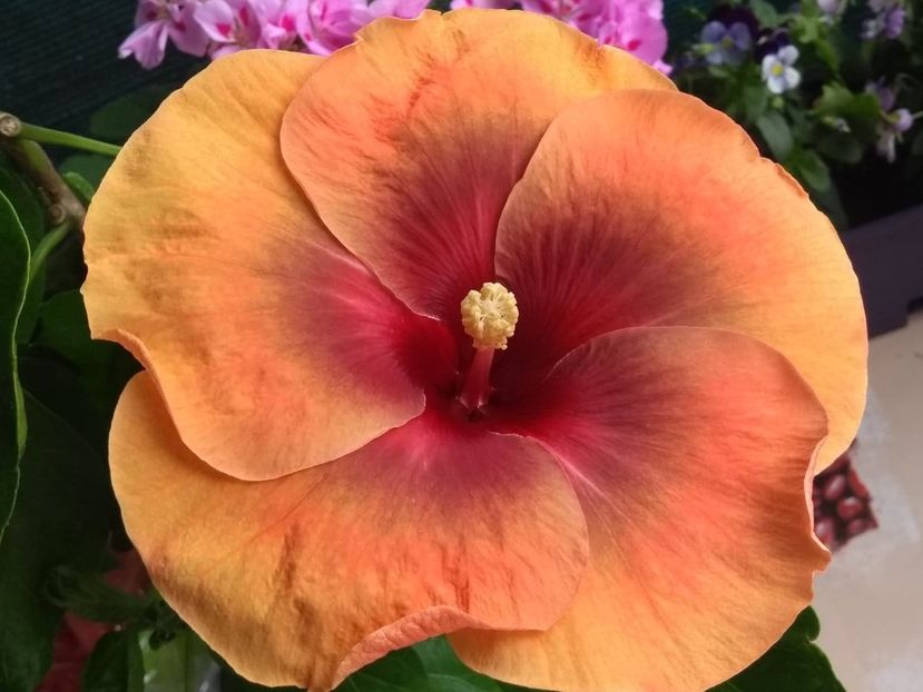  - Tahitian Dark Congo