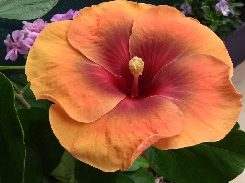  - Tahitian Dark Congo