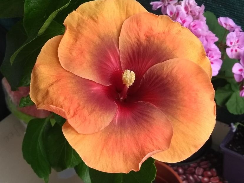  - Tahitian Dark Congo