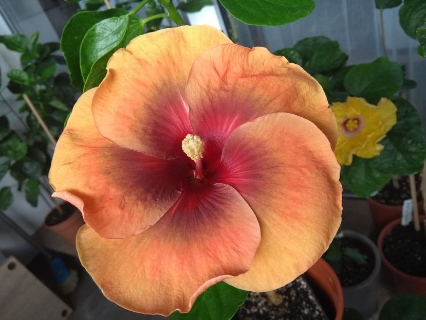  - Tahitian Dark Congo