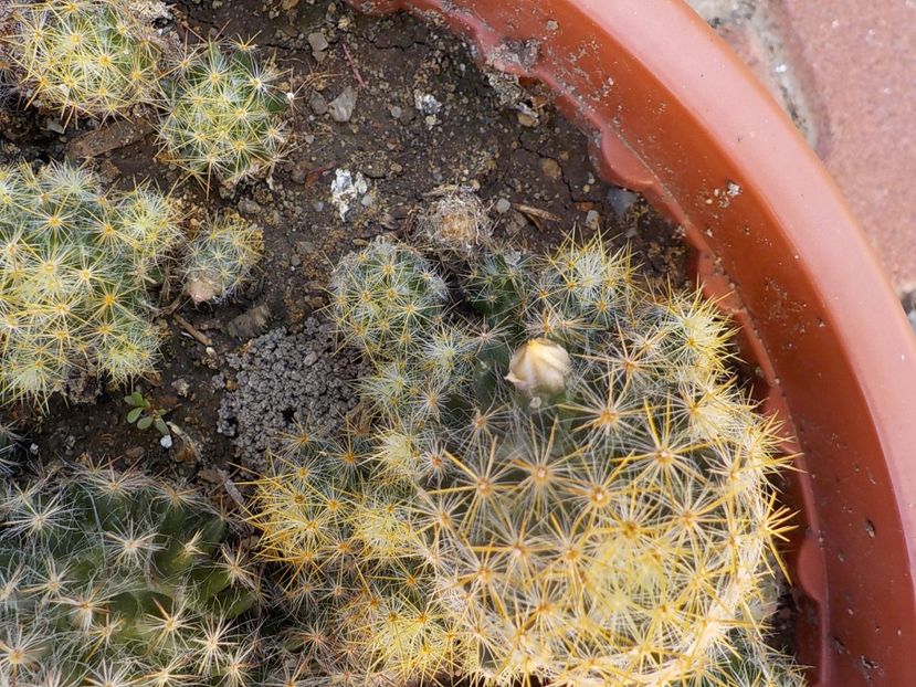  - mammillaria prolifera