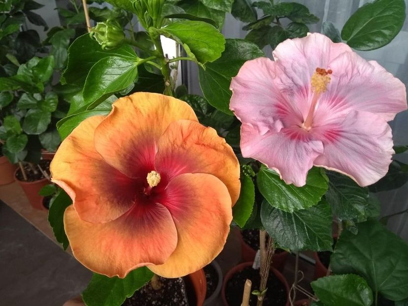  - 04Hibiscus