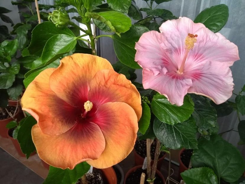  - 04Hibiscus