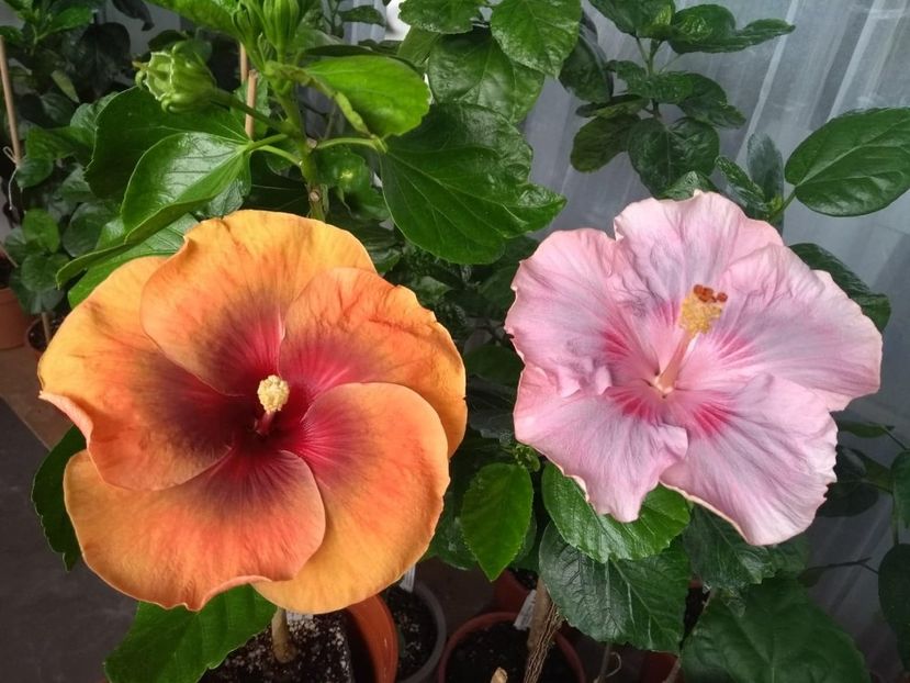  - 04Hibiscus