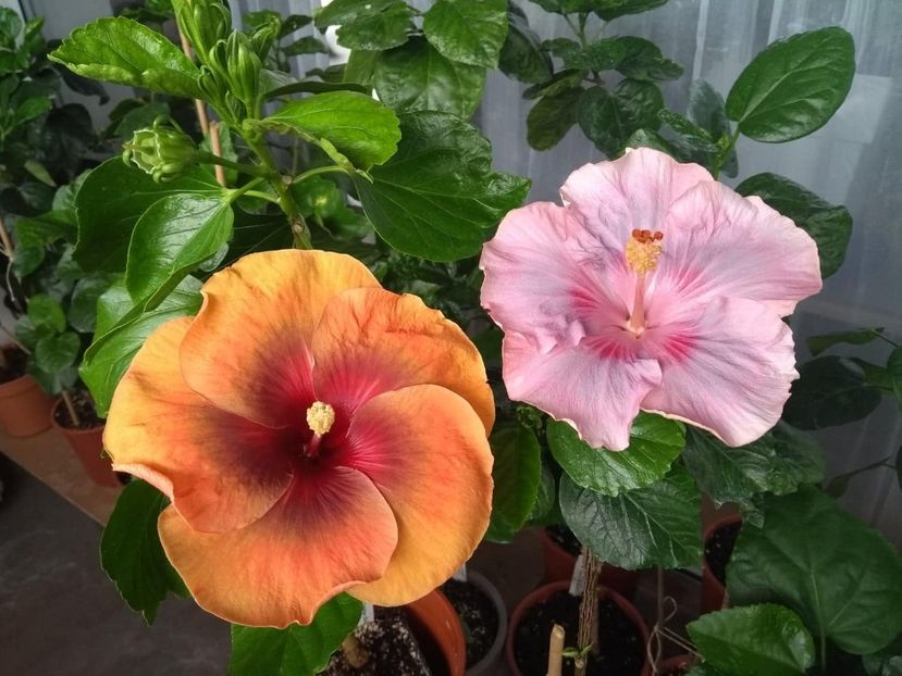  - 04Hibiscus