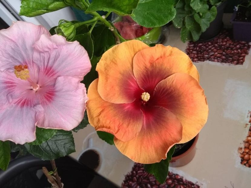  - 04Hibiscus