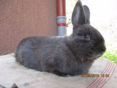 masc.wien !! - X ARHIVA IEPURI CE AM AVUT