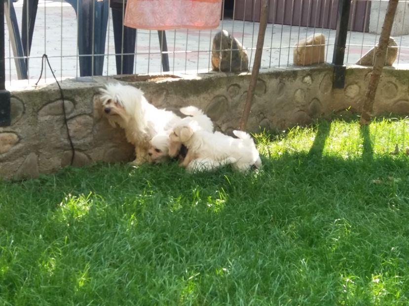  - Bichon maltez minitoi de vanzare