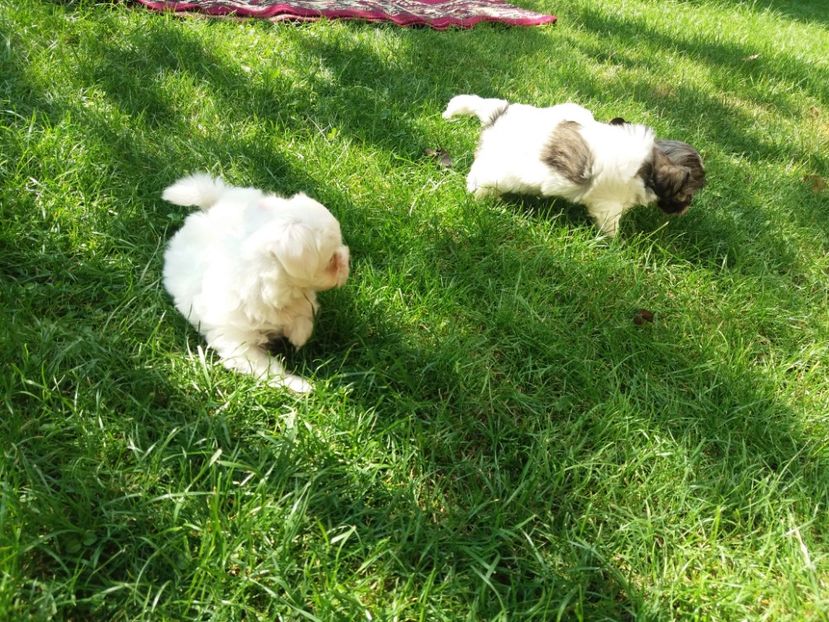  - Bichon maltez minitoi de vanzare
