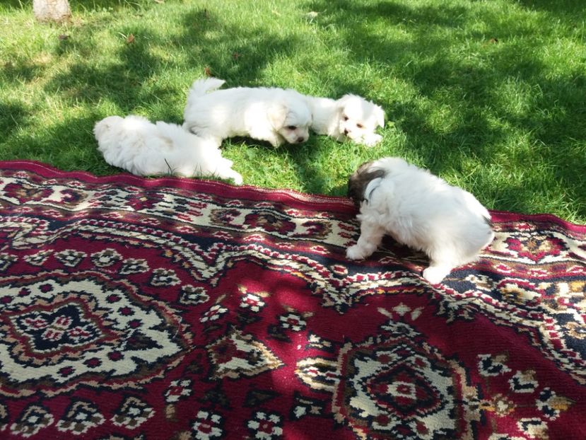  - Bichon maltez minitoi de vanzare