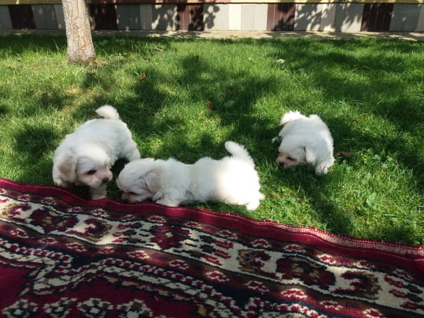  - Bichon maltez minitoi de vanzare