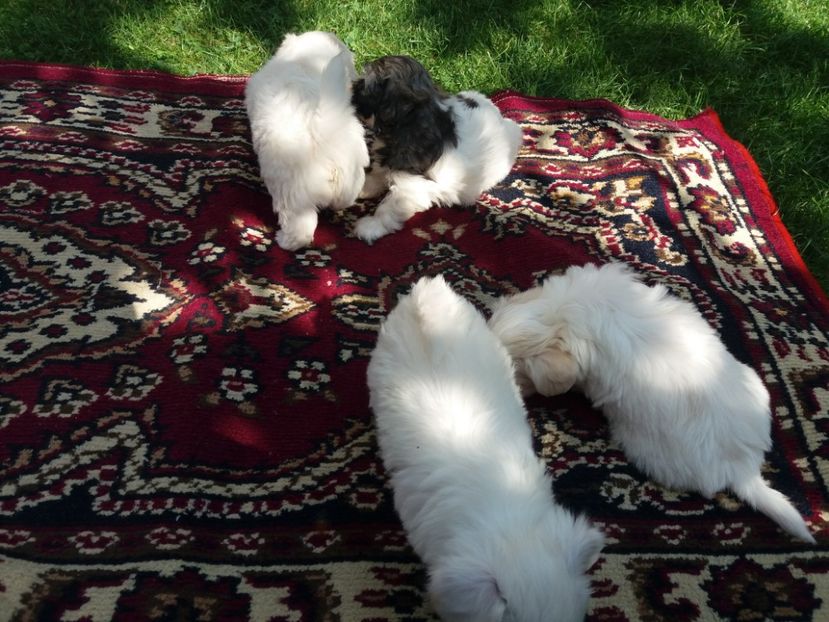  - Bichon maltez minitoi de vanzare