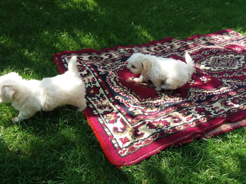  - Bichon maltez minitoi de vanzare